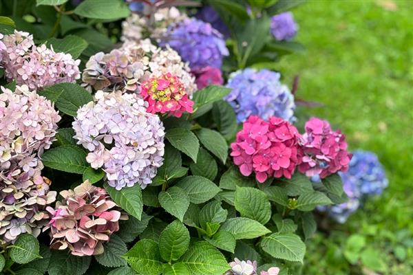 植物秋季有什么变化，不同品种会在此时开花、成熟、落叶