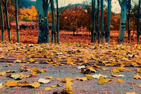 植物秋季有什么变化，不同品种会在此时开花、成熟、落叶