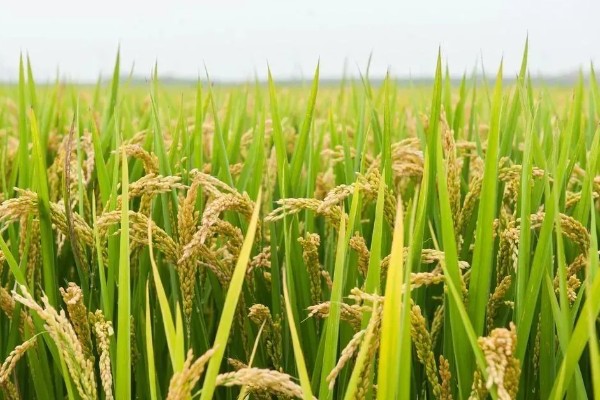 五谷杂粮的种类，一般指稻谷、麦子、大豆、玉米和薯类