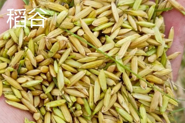 五谷杂粮的种类，一般指稻谷、麦子、大豆、玉米和薯类