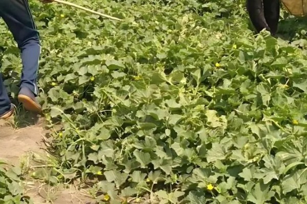 甜瓜黑斑病的防治方法，种植前要防止选择带菌种子