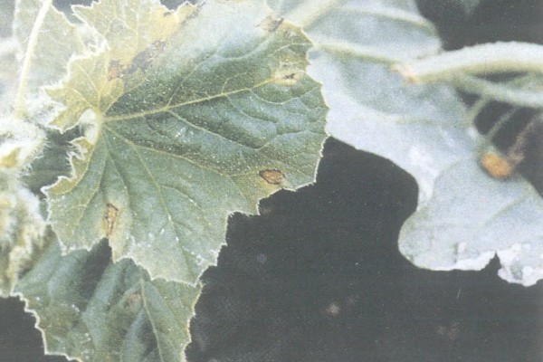 甜瓜黑斑病的防治方法，种植前要防止选择带菌种子
