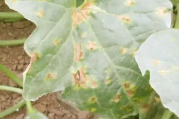 甜瓜黑斑病的防治方法，种植前要防止选择带菌种子