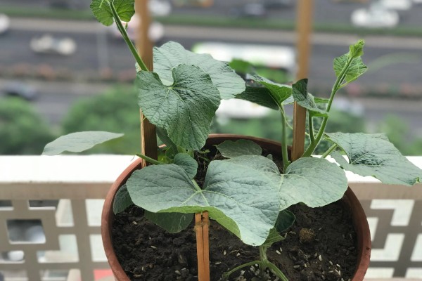 葫芦为什么长着就萎缩了，缺少养分时果实呈萎缩状态