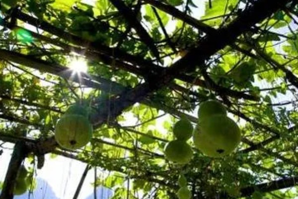 葫芦为什么长着就萎缩了，缺少养分时果实呈萎缩状态