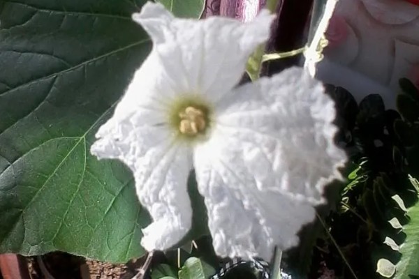 葫芦为什么长着就萎缩了，缺少养分时果实呈萎缩状态