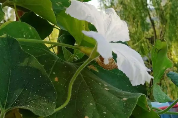 葫芦为什么长着就萎缩了，缺少养分时果实呈萎缩状态