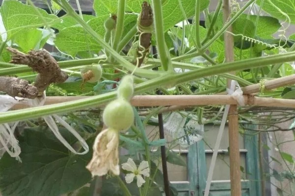 葫芦为什么长着就萎缩了，缺少养分时果实呈萎缩状态