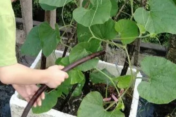 葫芦为什么长着就萎缩了，缺少养分时果实呈萎缩状态