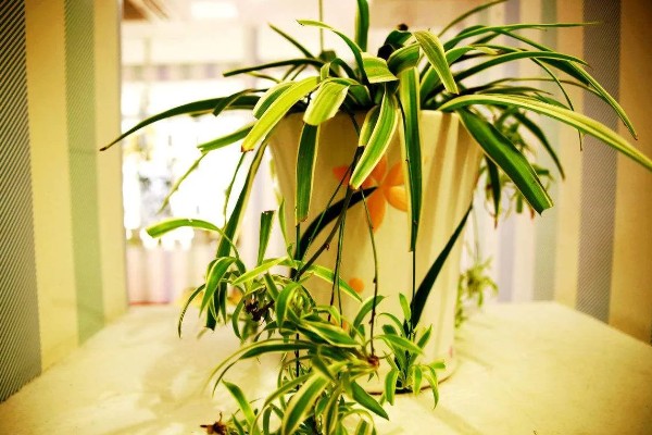什么植物会变色，包含嘉兰、马缨丹、红掌等品种