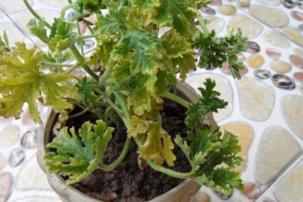驱蚊草的栽种方式，春夏秋季均可栽种