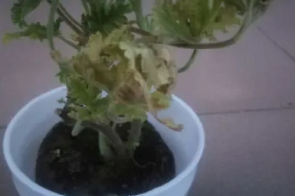 驱蚊草的栽种方式，春夏秋季均可栽种