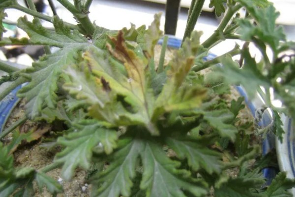 驱蚊草的栽种方式，春夏秋季均可栽种