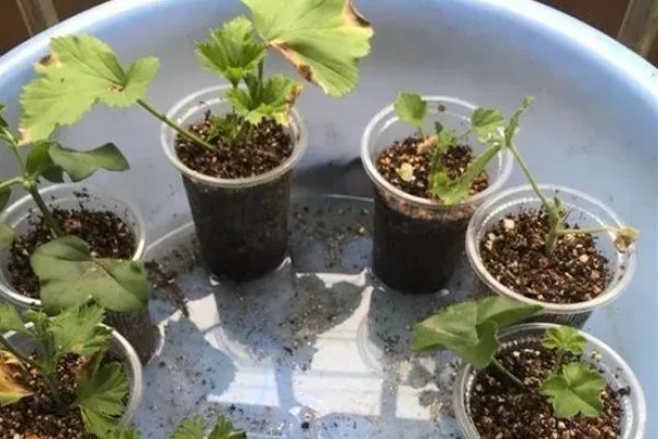 驱蚊草的栽种方式，春夏秋季均可栽种