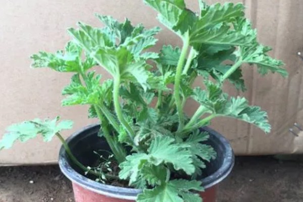 驱蚊草的栽种方式，春夏秋季均可栽种