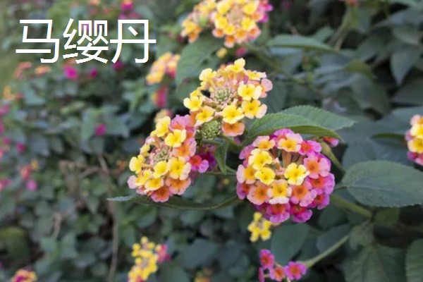 什么植物会变色，包含嘉兰、马缨丹、红掌等品种