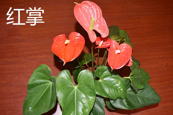 什么植物会变色，包含嘉兰、马缨丹、红掌等品种