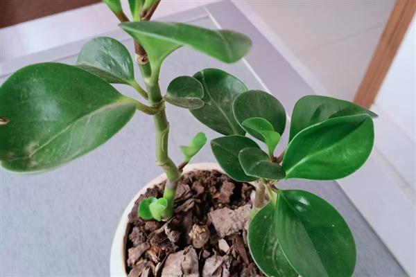 豆瓣绿用哪种土养，用沙土养合适