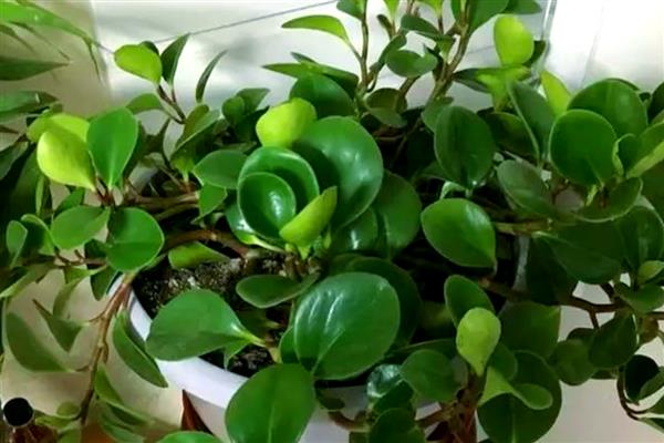 豆瓣绿用哪种土养，用沙土养合适