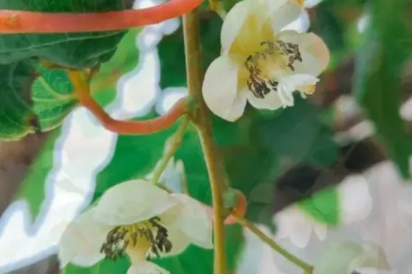 软枣猕猴桃几月份成熟，在8-9月左右成熟