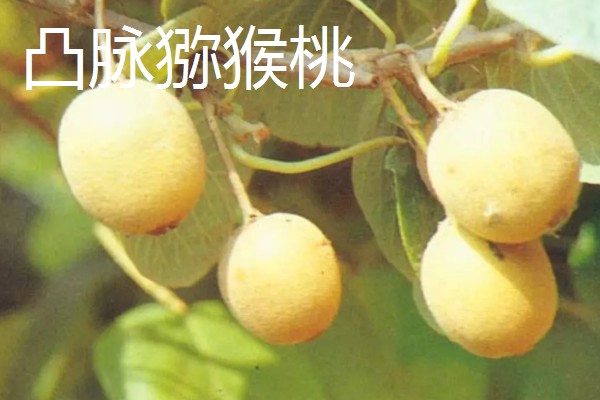 软枣猕猴桃几月份成熟，在8-9月左右成熟