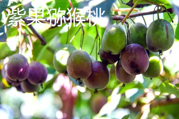 软枣猕猴桃几月份成熟，在8-9月左右成熟