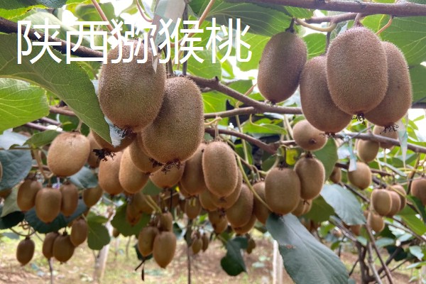 软枣猕猴桃几月份成熟，在8-9月左右成熟