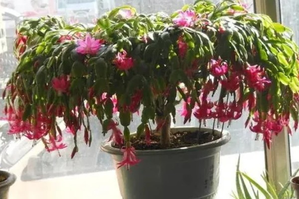 蟹爪兰掉花苞怎么处理，要及时的补水