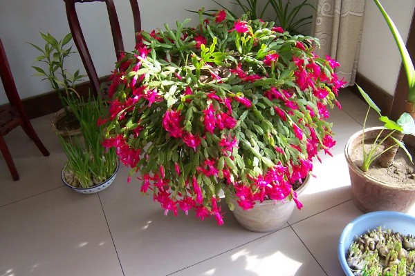 蟹爪兰掉花苞怎么处理，要及时的补水