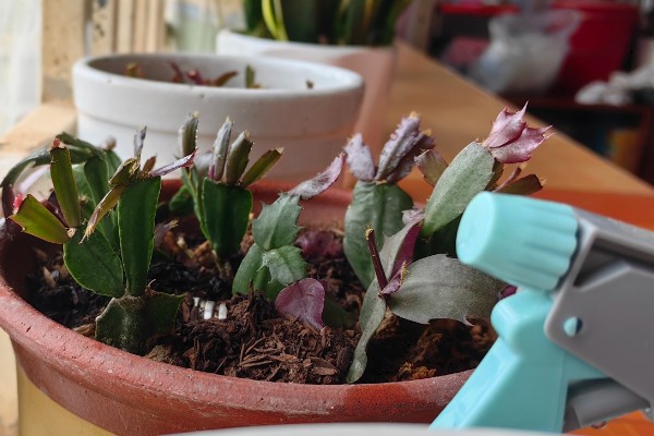 蟹爪兰掉花苞怎么处理，要及时的补水