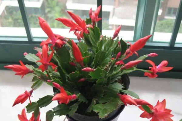 蟹爪兰掉花苞怎么处理，要及时的补水