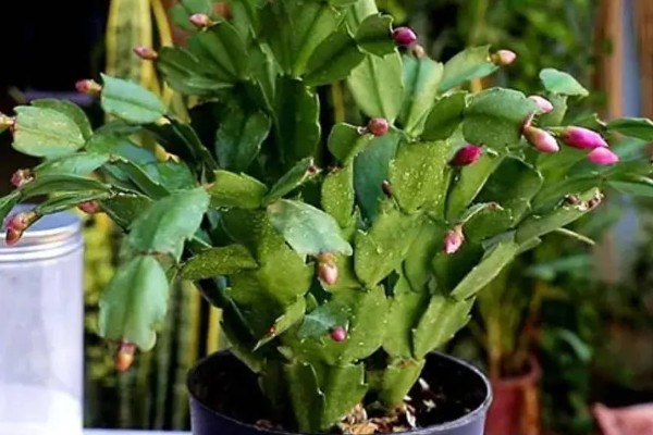 蟹爪兰掉花苞怎么处理，要及时的补水