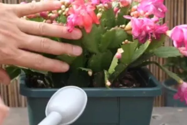 蟹爪兰掉花苞怎么处理，要及时的补水