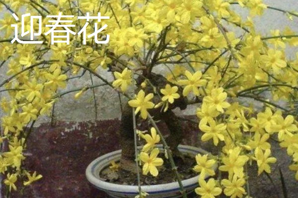 适合东北养的花有哪些，常见的有迎春花、丁香花等