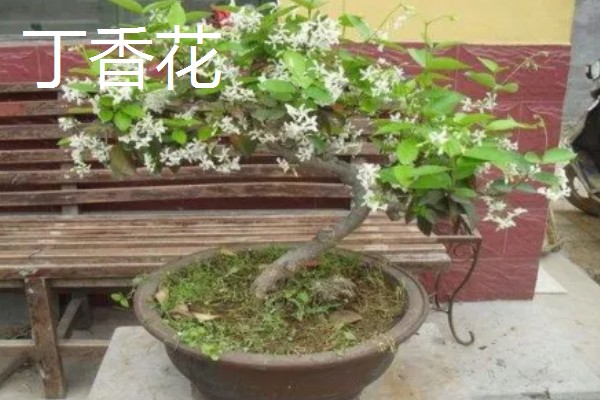 适合东北养的花有哪些，常见的有迎春花、丁香花等