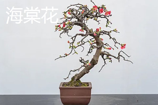 适合东北养的花有哪些，常见的有迎春花、丁香花等