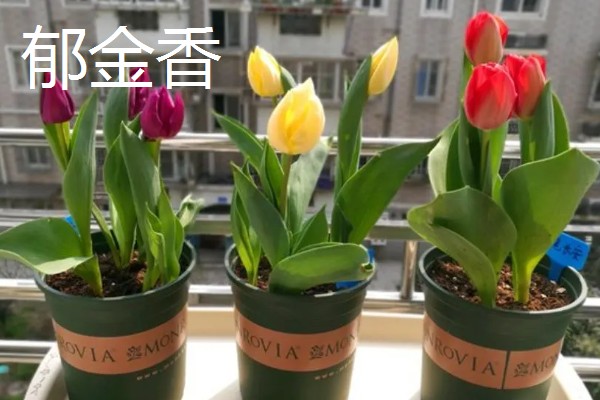 适合东北养的花有哪些，常见的有迎春花、丁香花等