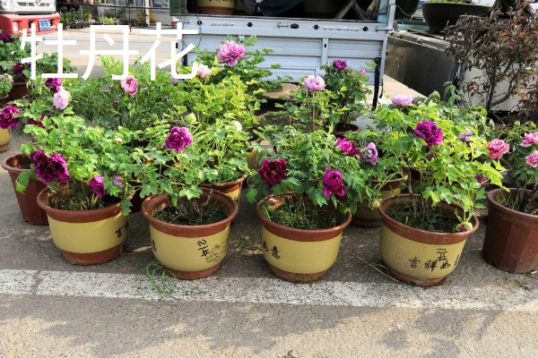 适合东北养的花有哪些，常见的有迎春花、丁香花等