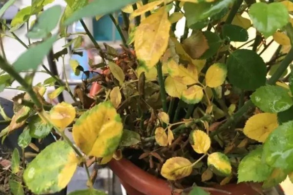 适合东北养的花有哪些，常见的有迎春花、丁香花等