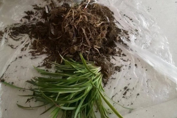 吊兰为何不开花，主要是土壤不适、浇水过多等原因引起
