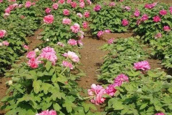 地栽牡丹要不要遮阴,主要根据光照强度来决定