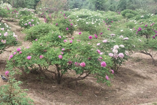 地栽牡丹要不要遮阴,主要根据光照强度来决定