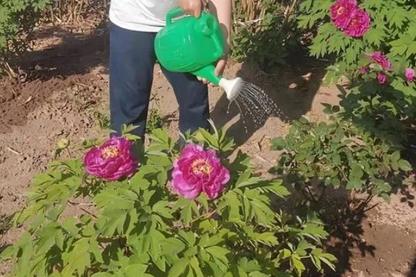 地栽牡丹要不要遮阴,主要根据光照强度来决定