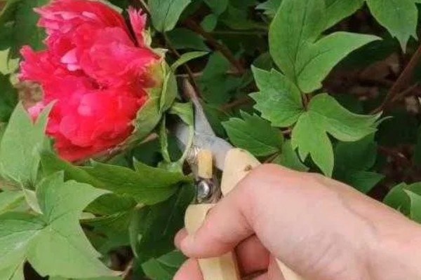 地栽牡丹要不要遮阴,主要根据光照强度来决定