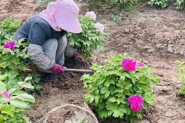 地栽牡丹要不要遮阴,主要根据光照强度来决定