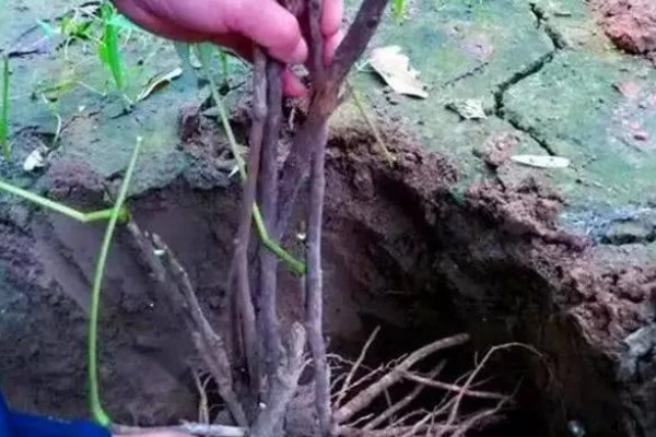 地栽牡丹要不要遮阴,主要根据光照强度来决定