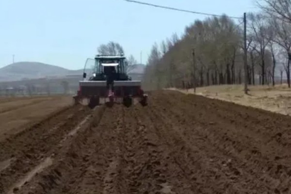 地栽牡丹要不要遮阴,主要根据光照强度来决定