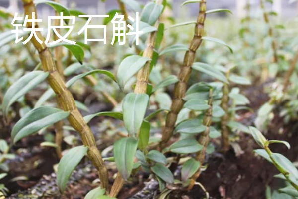 中药材推荐品种，铁皮石斛、旱半夏等品种值得考虑