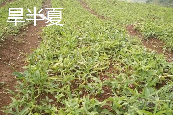 中药材推荐品种，铁皮石斛、旱半夏等品种值得考虑