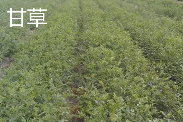 中药材推荐品种，铁皮石斛、旱半夏等品种值得考虑